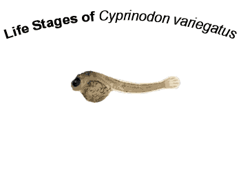 Animation of Life Stages of Cyprinodon variegatus.