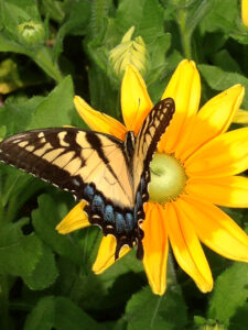 Butterfly on flower.
